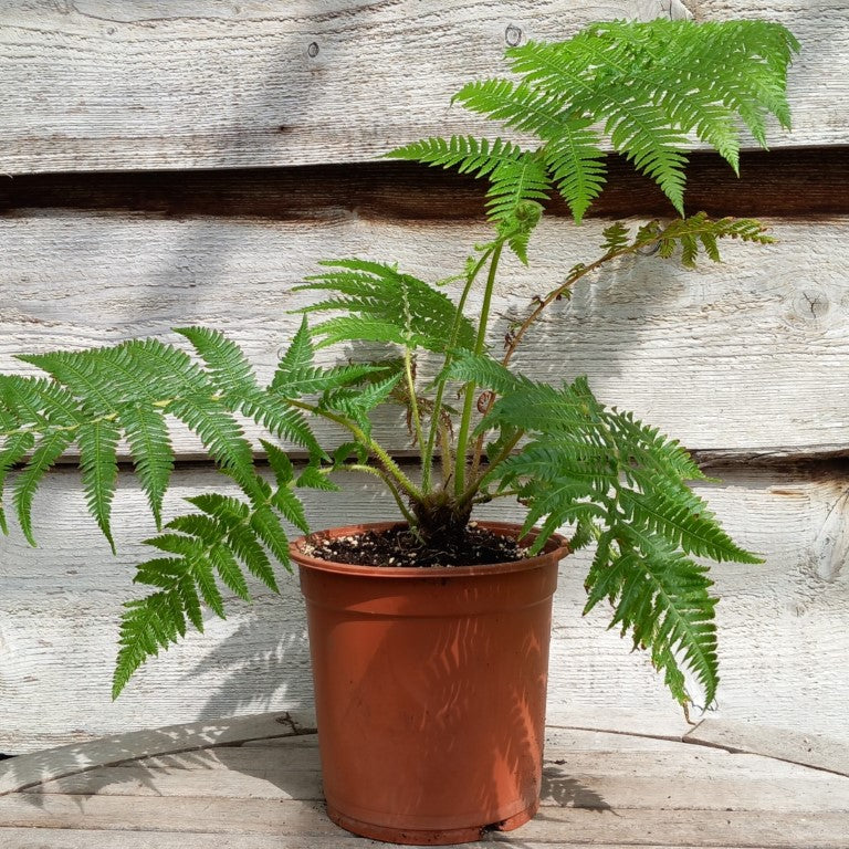 Cyathea cooperi, pot 17 cm