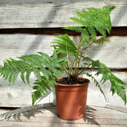 Cyathea cooperi, pot 17 cm