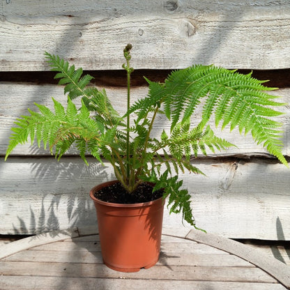 Cyathea milnei, 17 cm pot