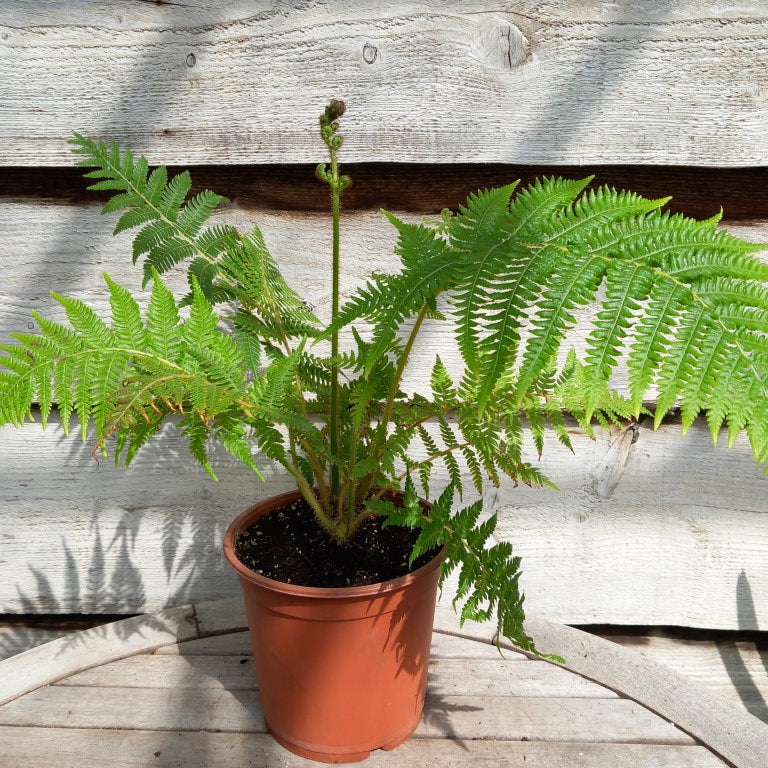 Cyathea milnei, 17 cm pot