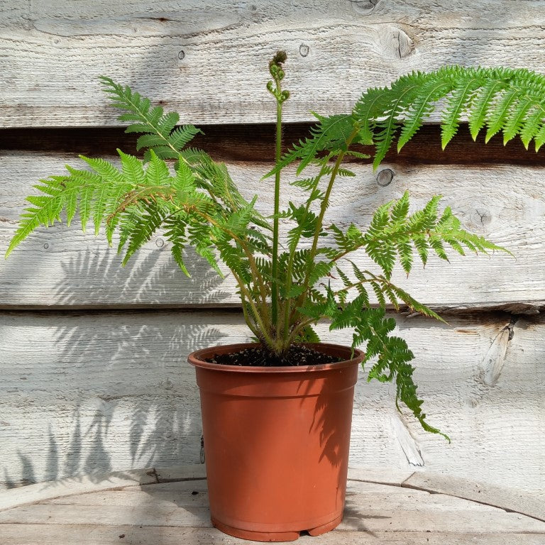 Cyathea milnei, 17 cm pot