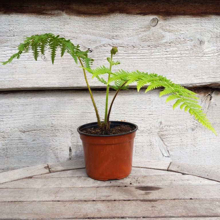 Cyathea milnei, 13 cm pot