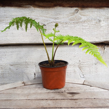 Cyathea milnei, 13 cm pot