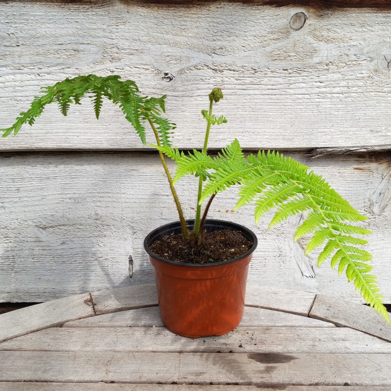 Cyathea milnei, 13 cm pot