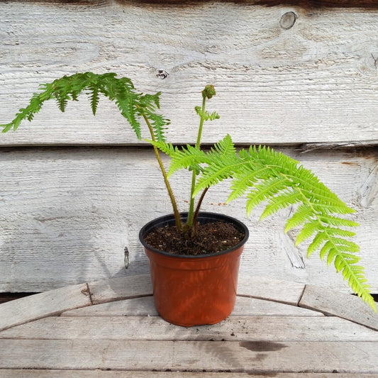 Cyathea milnei, 13 cm pot