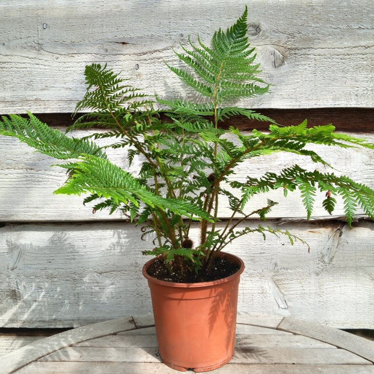 Cyathea New Caledonian, pot 17 cm