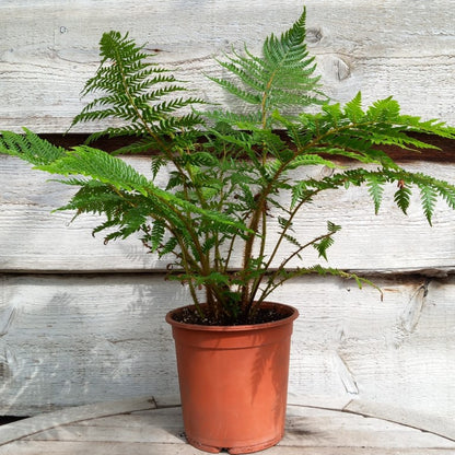Cyathea New Caledonian, pot 17 cm