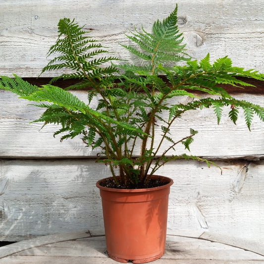 Cyathea New Caledonian, pot 17 cm
