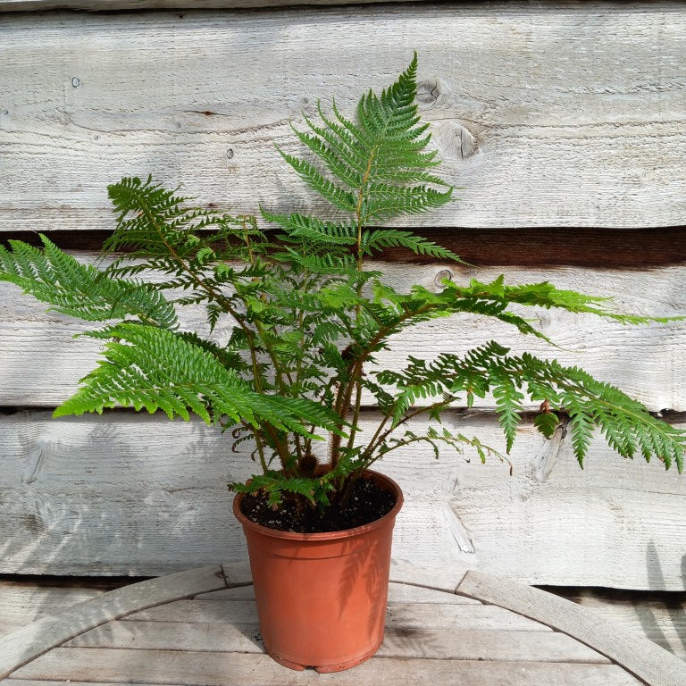 Cyathea New Caledonian, pot 17 cm