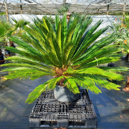 Cycas revoluta, stem/plant/total 55/135/165 cm, pot Ø 62 cm (No. 2)