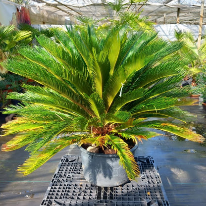 Cycas revoluta, stem/plant/total 40/120/150 cm, pot Ø 62 cm (No. 3)