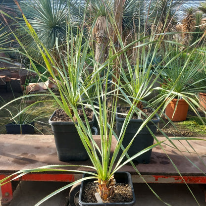 Dasylirion acrotriche, total 110-125 cm, 10 ltr. pot