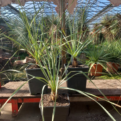 Dasylirion wheeleri, total 115-140 cm, 10 ltr. pot