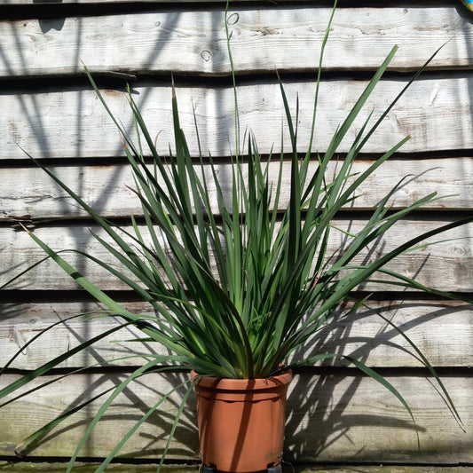 Dietes grandiflora XXL, total  120 cm, pot Ø 23 cm