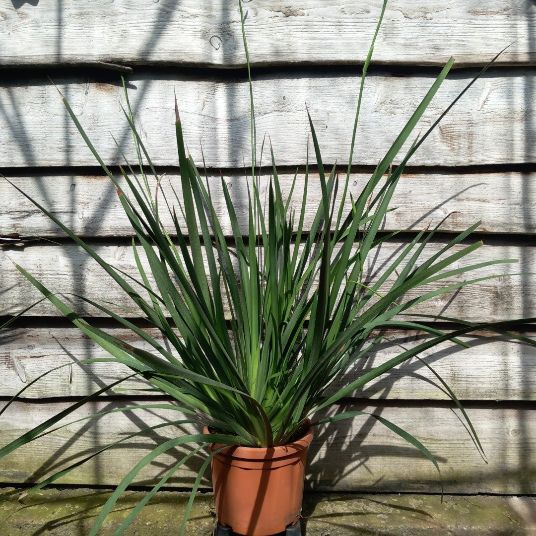 Dietes grandiflora XXL, total  120 cm, pot Ø 23 cm