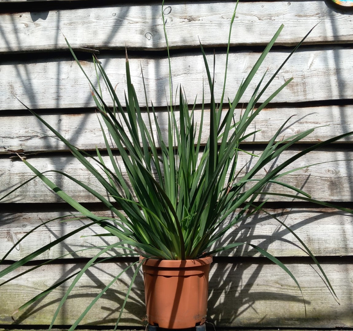 Dietes grandiflora XXL, total  120 cm, pot Ø 23 cm