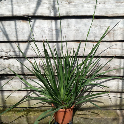 Dietes grandiflora XXL, total  120 cm, pot Ø 23 cm