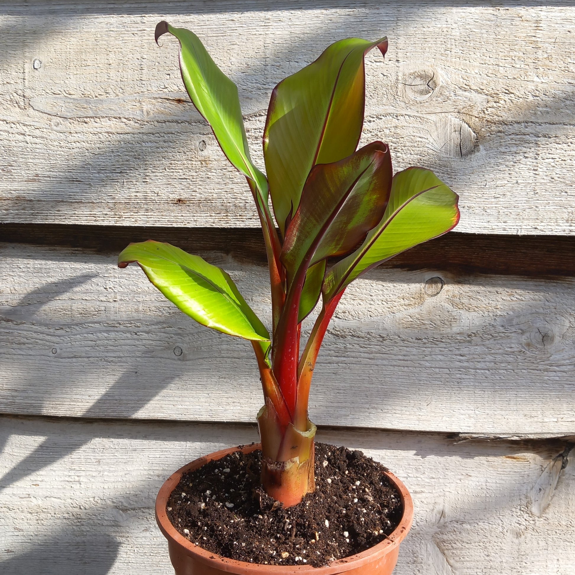 Ensete ventricosum maurelli, total 60 cm, pot 20 cm