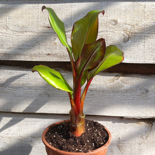 Ensete ventricosum maurelli, total 60 cm, pot 20 cm
