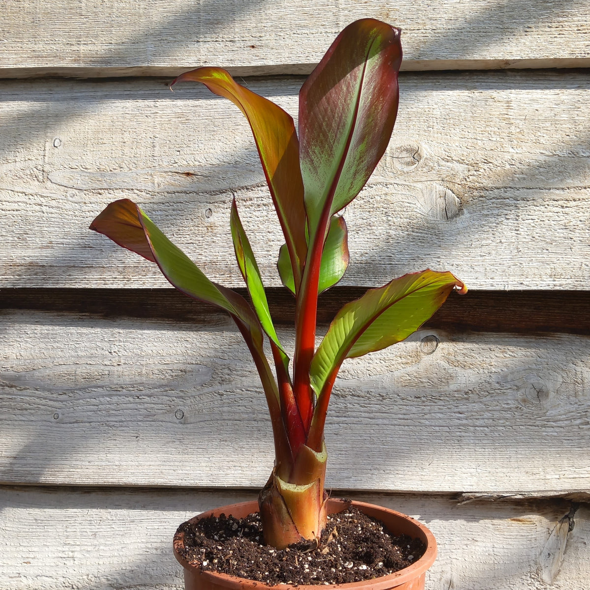 Ensete ventricosum maurelli, total 60 cm, pot 20 cm