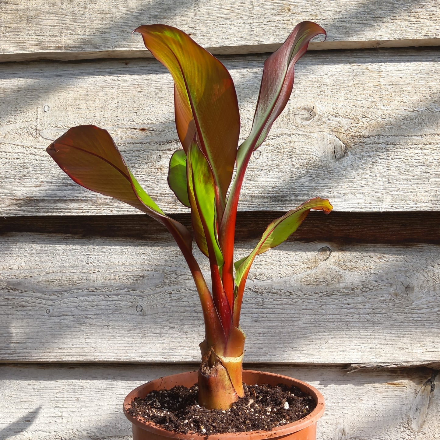 Ensete ventricosum maurelli, total 60 cm, pot 20 cm