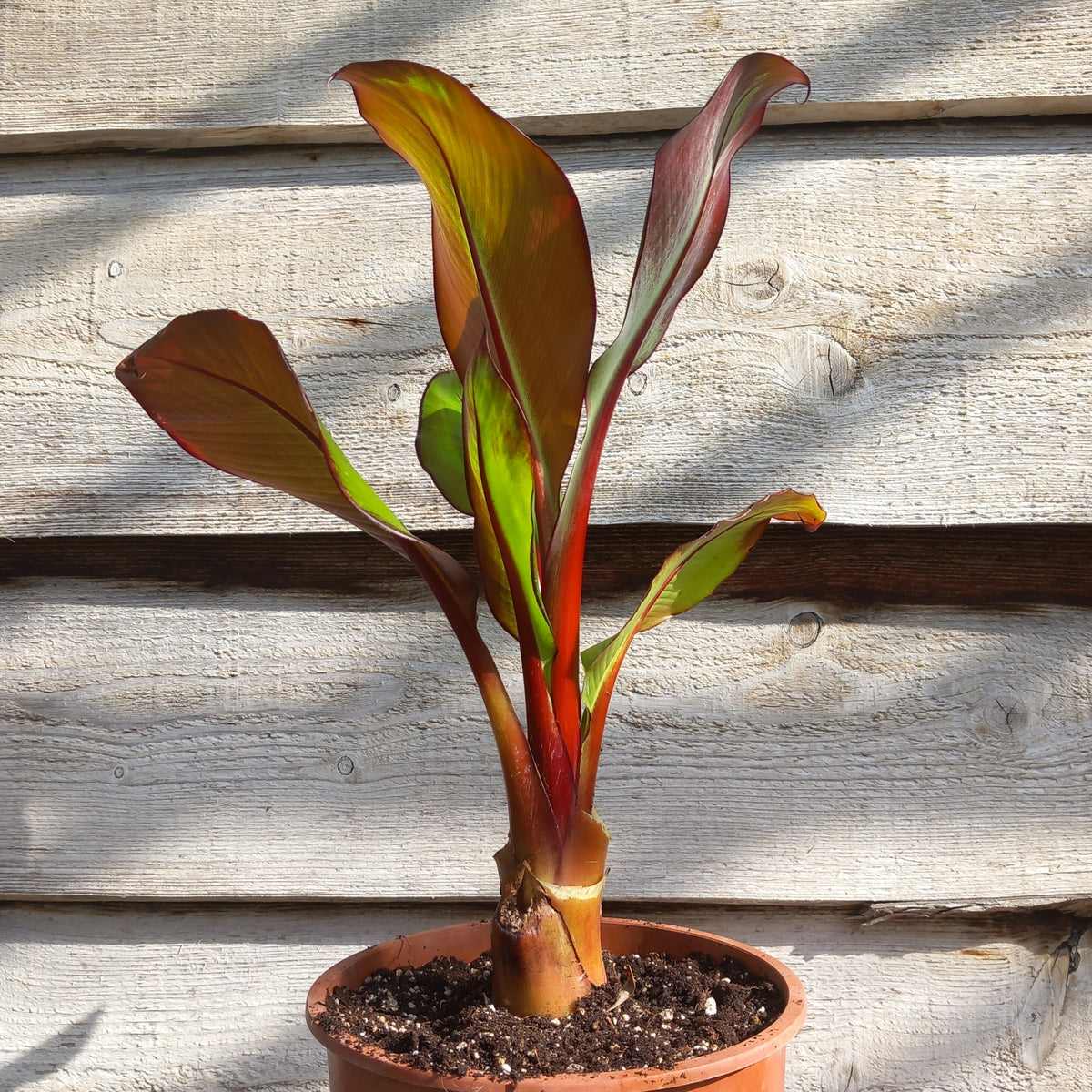 Ensete ventricosum maurelli, total 60 cm, pot 20 cm