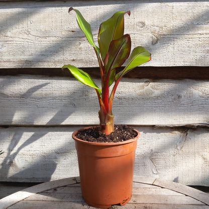 Ensete ventricosum maurelli, total 60 cm, pot 20 cm