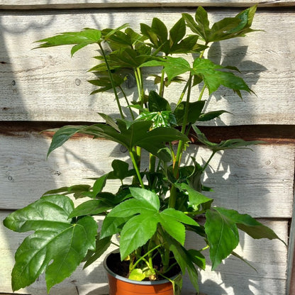 Fatsia japonica