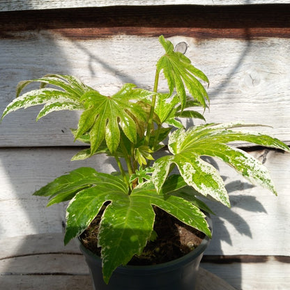 Fatsia japonica spider web