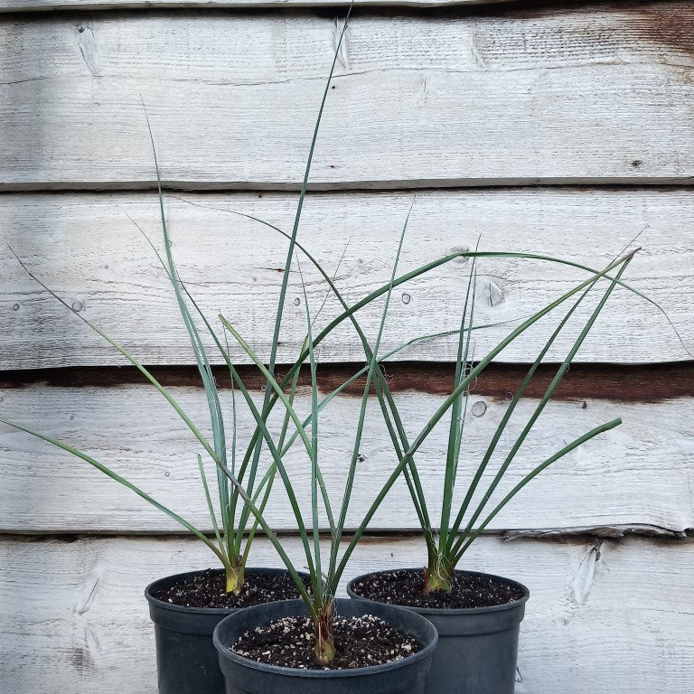 Hesperaloe parviflora