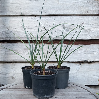 Hesperaloe parviflora