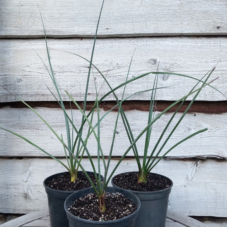 Hesperaloe parviflora