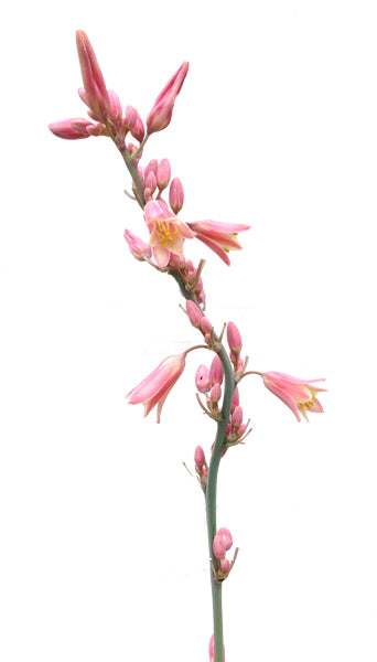 Flower Hesperaloe parviflora