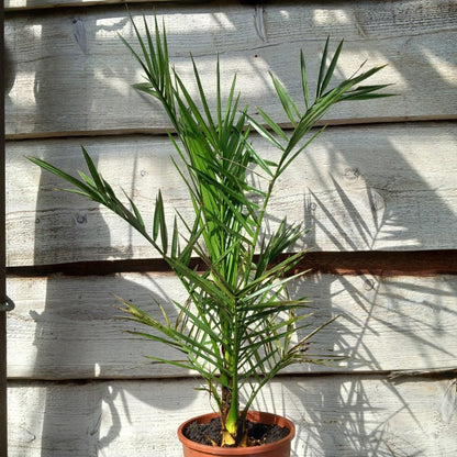 Phoenix canariensis, total 80+ cm