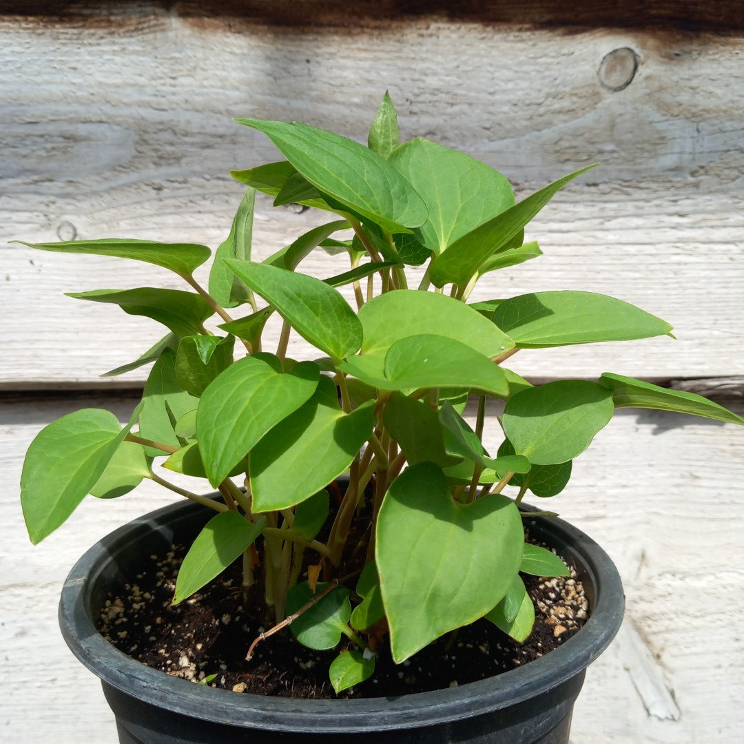 Saururus cernuus, multifunctional, multiple plants in 16 cm pot