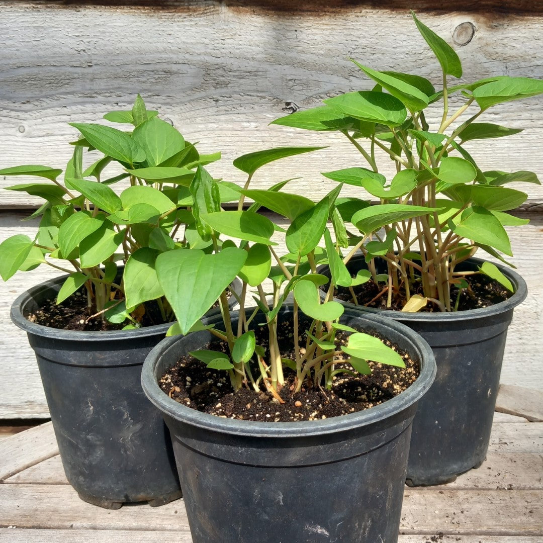 Saururus cernuus, multifunctional, multiple plants in 16 cm pot, leidse plantje