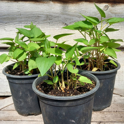 Saururus cernuus, multifunctional, multiple plants in 16 cm pot, leidse plantje