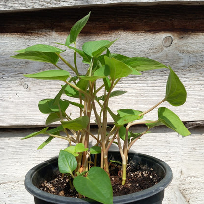 Saururus cernuus, multifunctional, multiple plants in 16 cm pot, lizard's tail