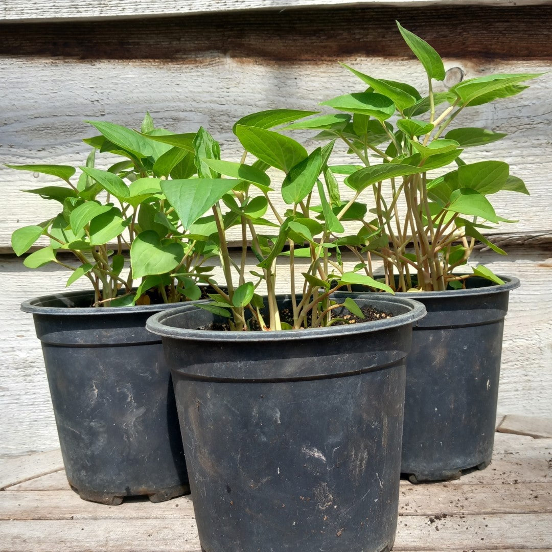 Saururus cernuus, multifunctional, multiple plants in 16 cm pot, Eidechsenschwanz