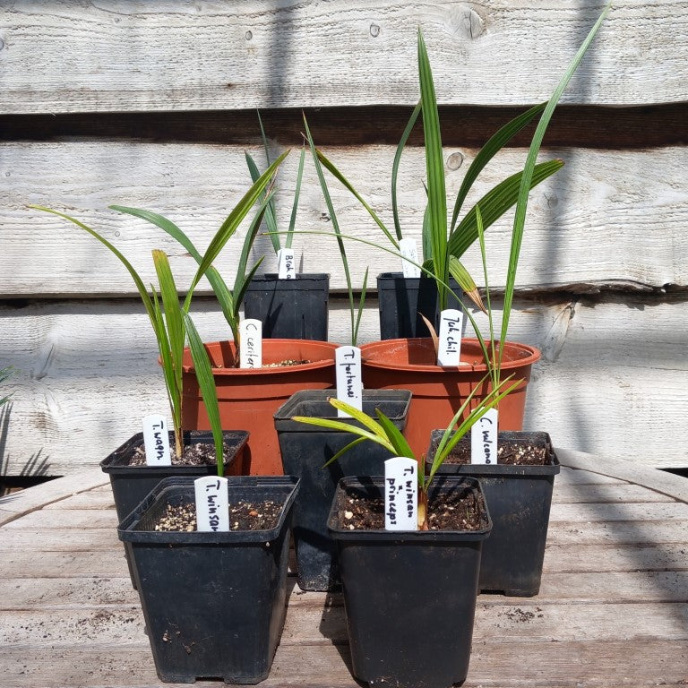Starterskit small palms