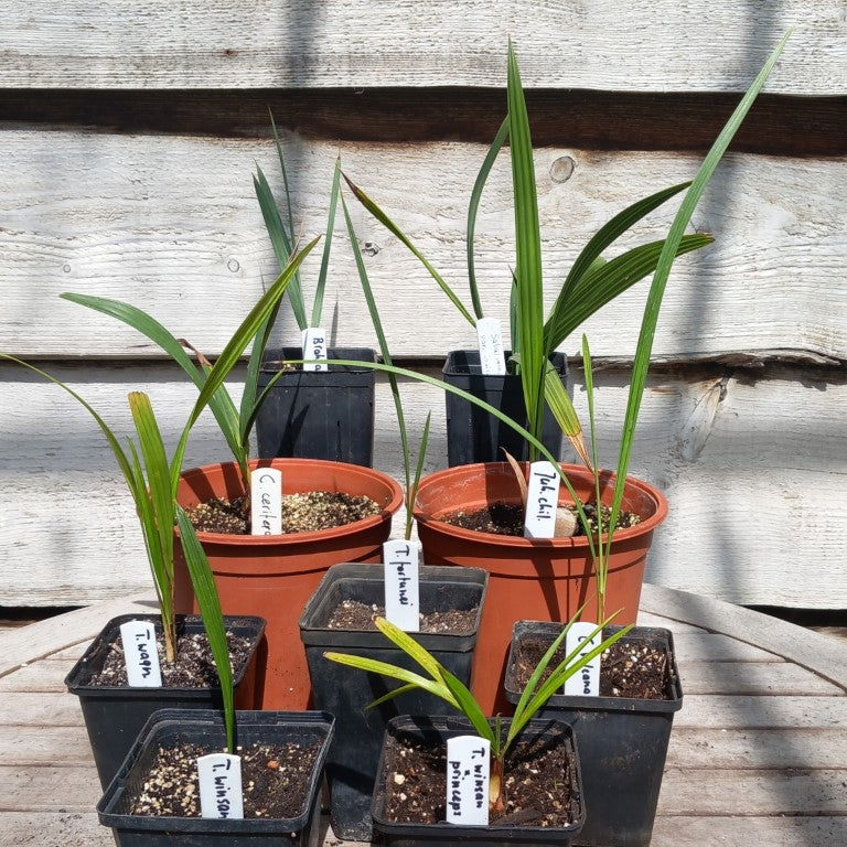 Starterskit small palms