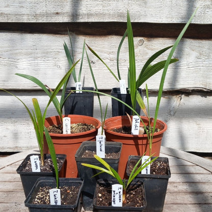 Starterskit small palms