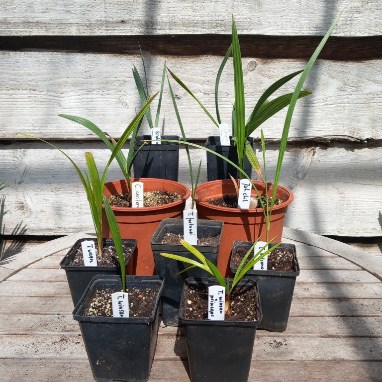 Starterskit small palms