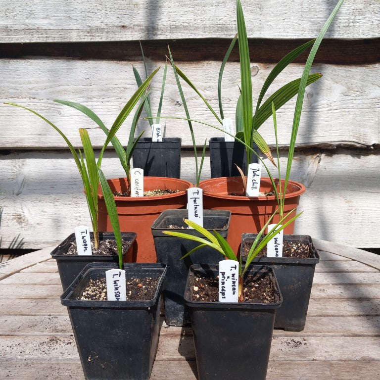 Starterskit small palms