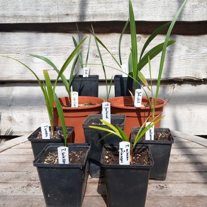 Starterskit small palms