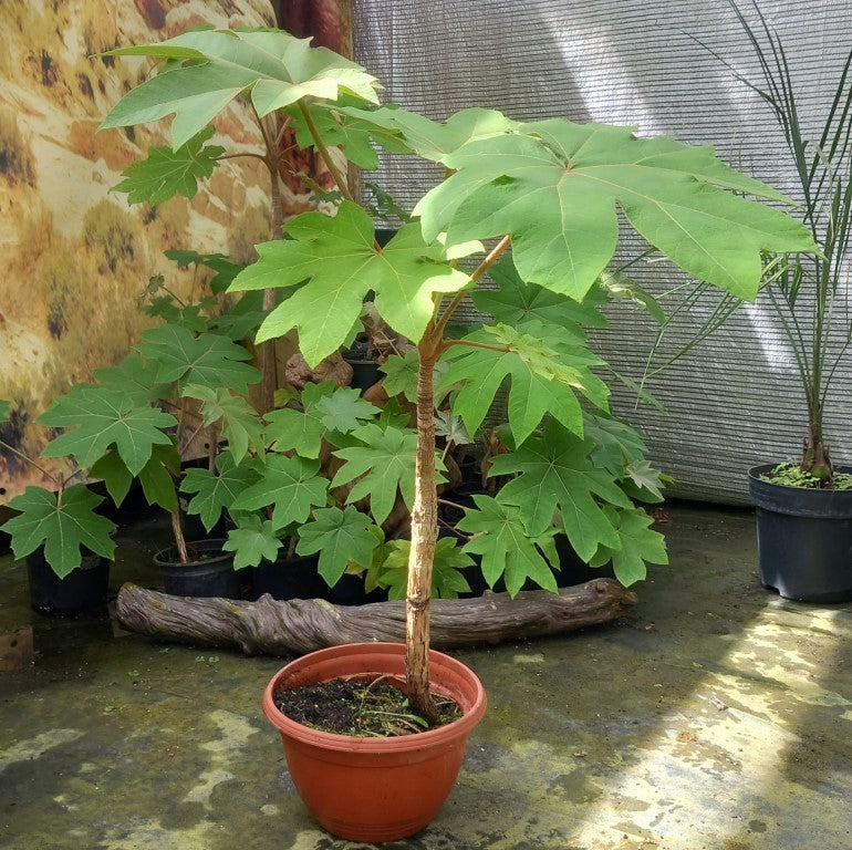 Tetrapanax papyrifera, total 100+ cm
