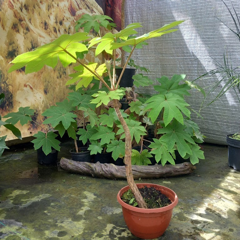 Tetrapanax papyrifera, total 100+ cm