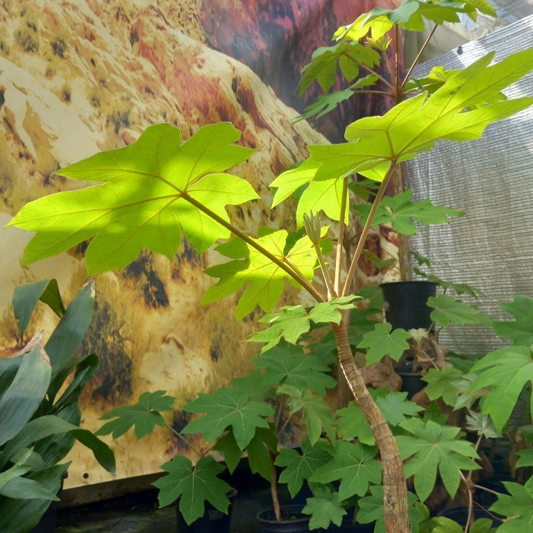 Tetrapanax papyrifera, total 100+ cm
