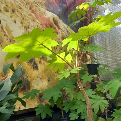 Tetrapanax papyrifera, total 100+ cm