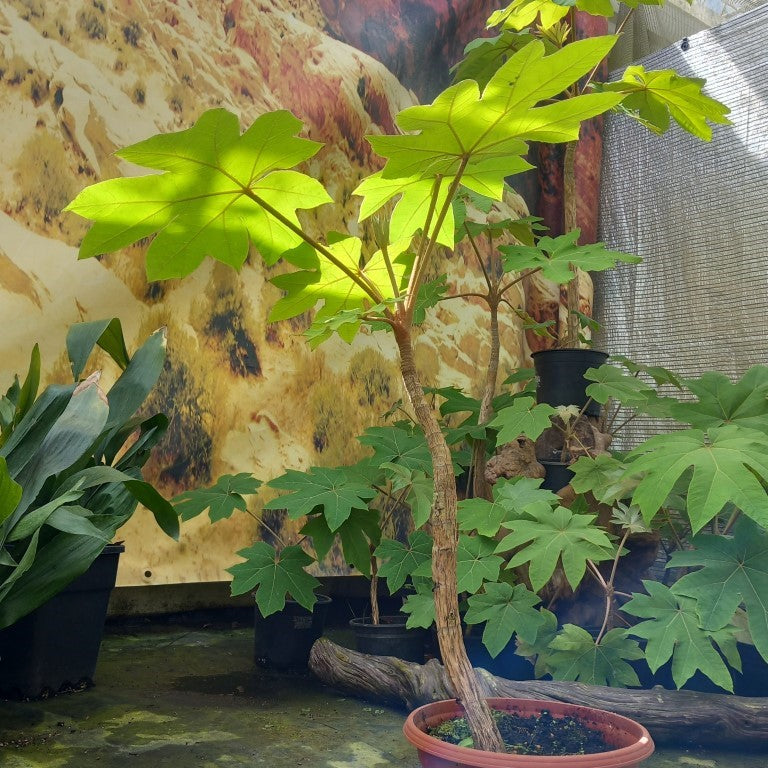 Tetrapanax papyrifera, total 100+ cm